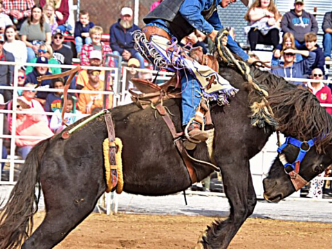 Image: Little Debbie Hamilton County Fair