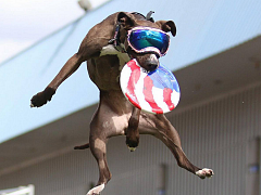 The Canine Stars Stunt Dog Show
